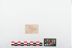 Etiketten zu Bronzekugelkopfnadel (NHMW-PRAE-024122)